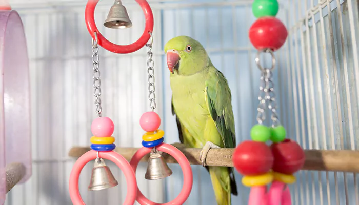From Scratch - DIY Toys And Enrichment Activities For Your Parrot's Mental Stimulation